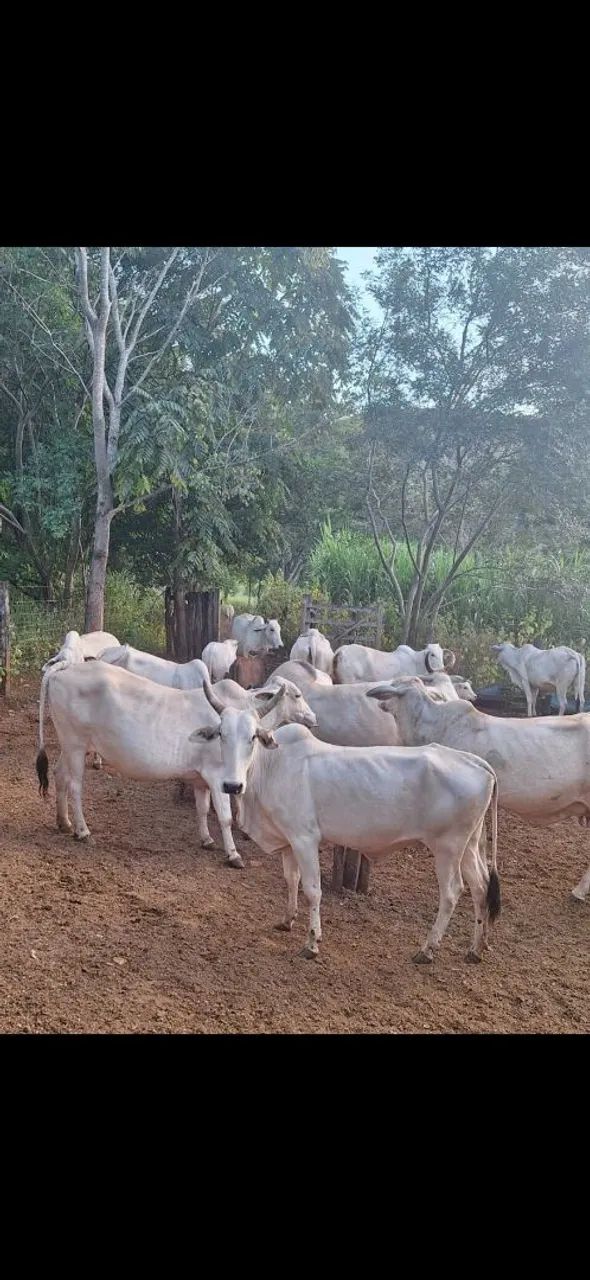Vende-se Gado Nelore - Foto 5