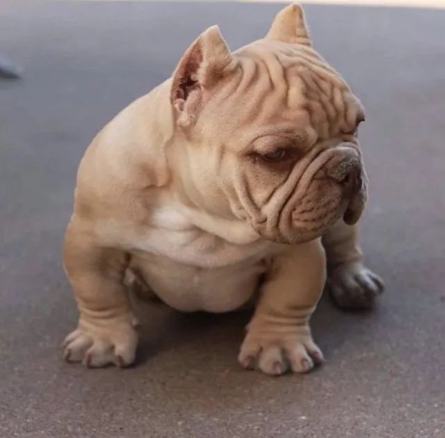 American Bully com Excelente Estrutura e Temperamento - Converse via WhatsApp - Foto 3