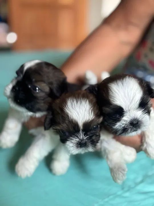 Filhotes de Shitizu Macho e Fêmeas 