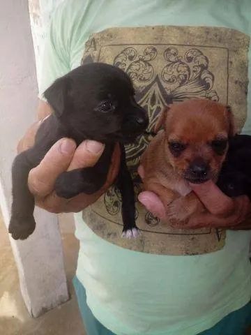 Pinscher x chihuahua Chama no WhatsApp 9 97IO-422O - Foto 3