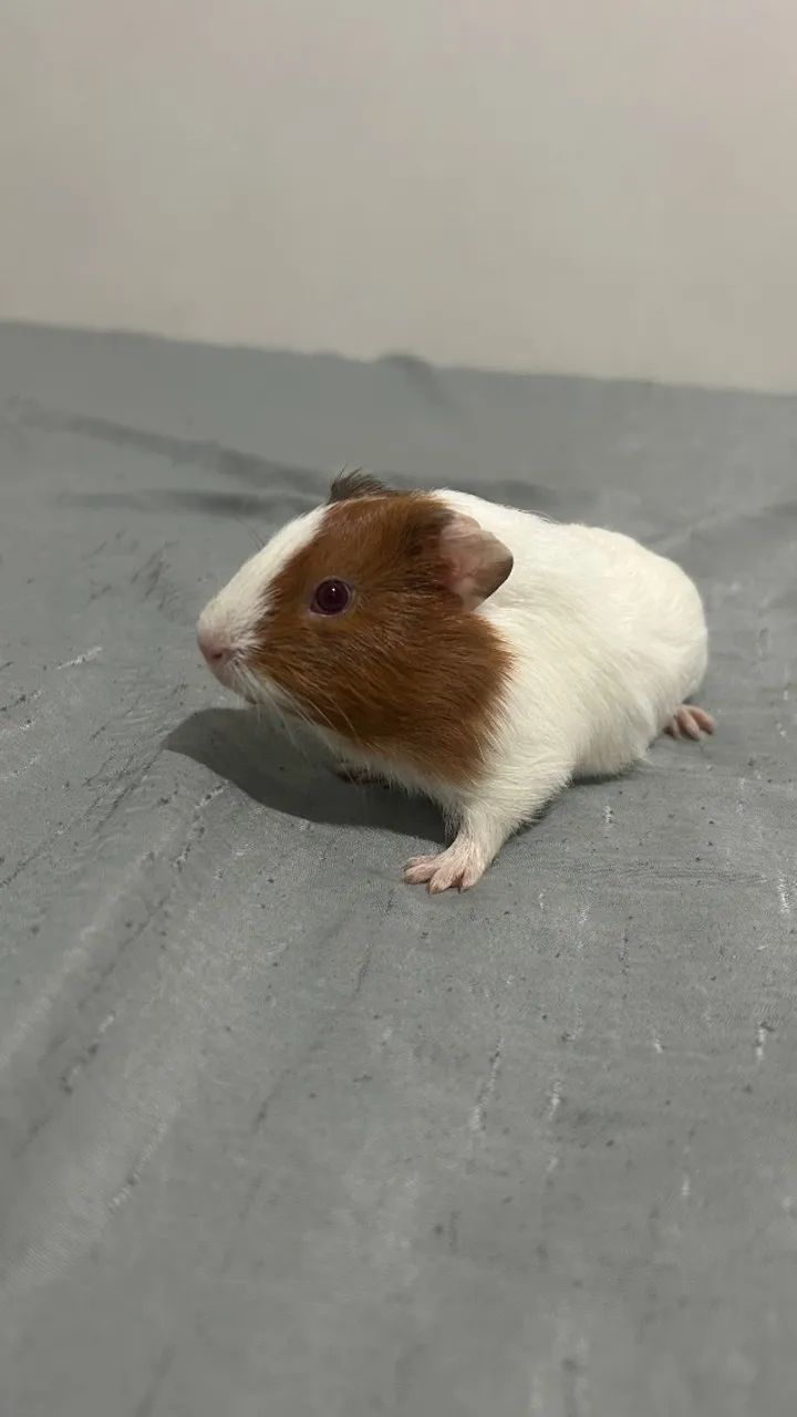 Filhote de porquinho da índia 