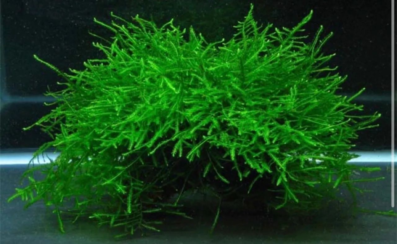 Musgo de Java Premium Lowtech - Foto 2