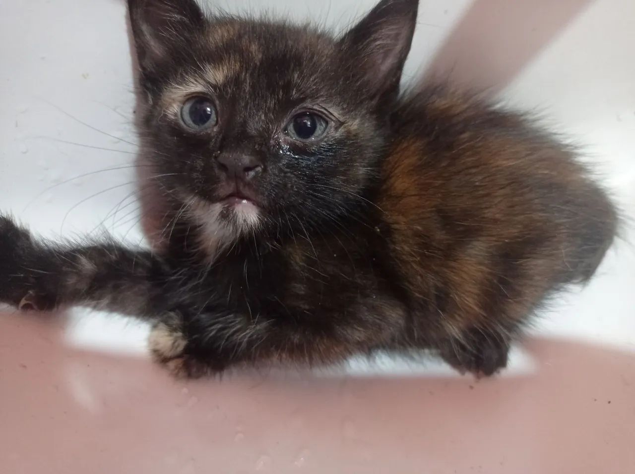 Gatinha Fêmea para Adoção - Foto 3