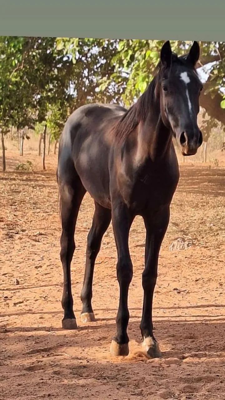 Cavalos ? quarto de milha   - Foto 5