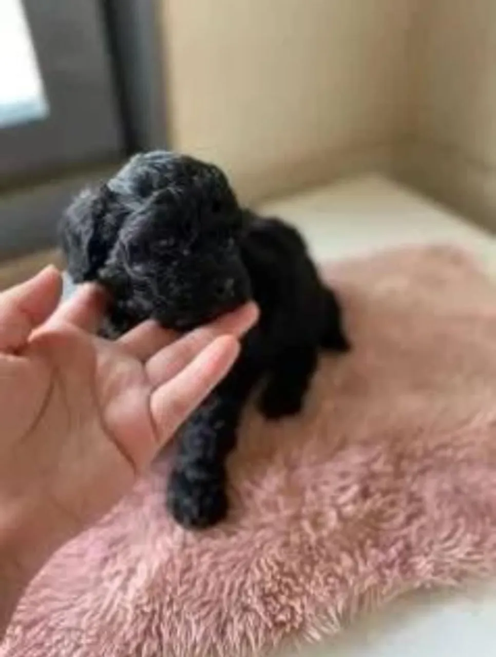 Filhote de cãozinho poodle preto adorável