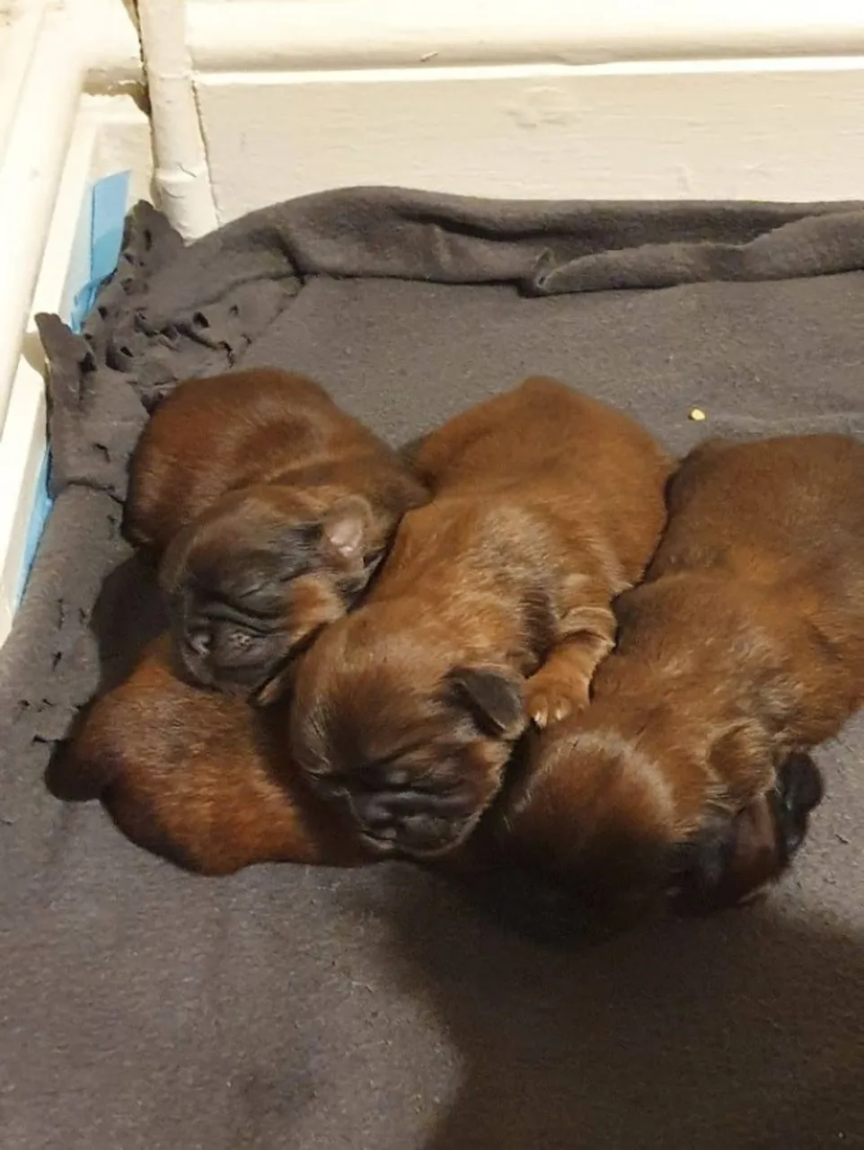 Seu novo companheiro está aqui: filhotes de Shih Tzu disponíveis!