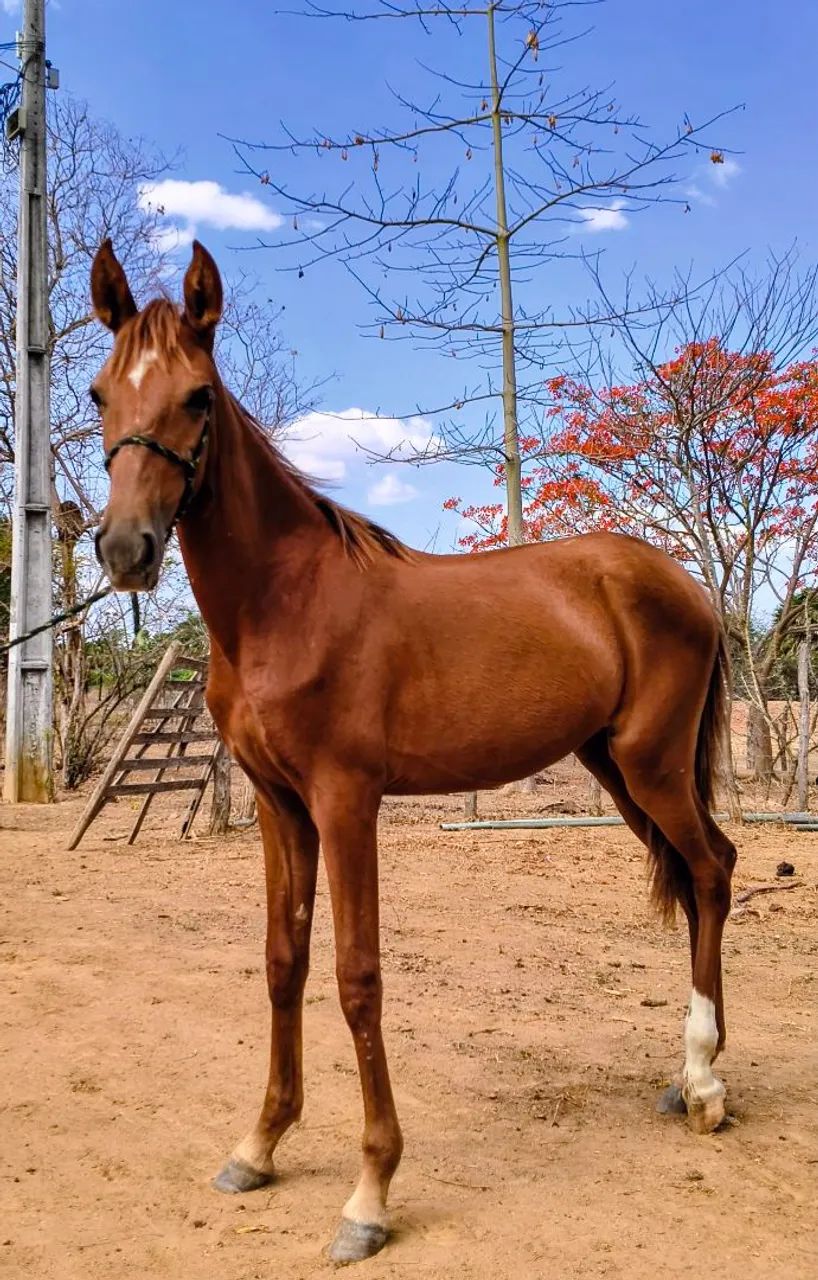 Potra marchadora - Foto 2