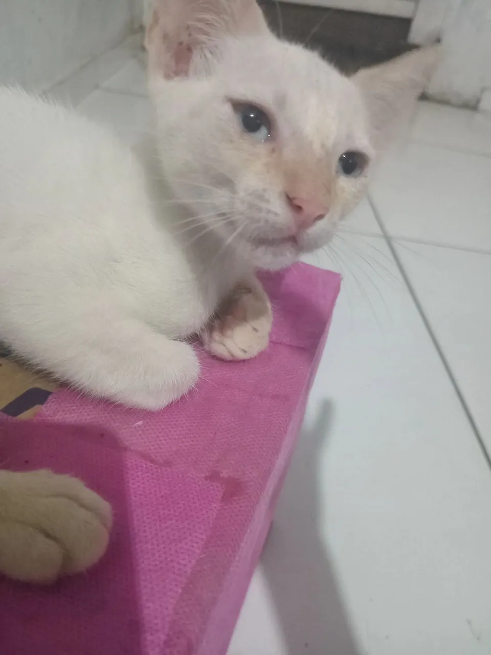 .. Gato fofo para adoção, excelente companheiro.