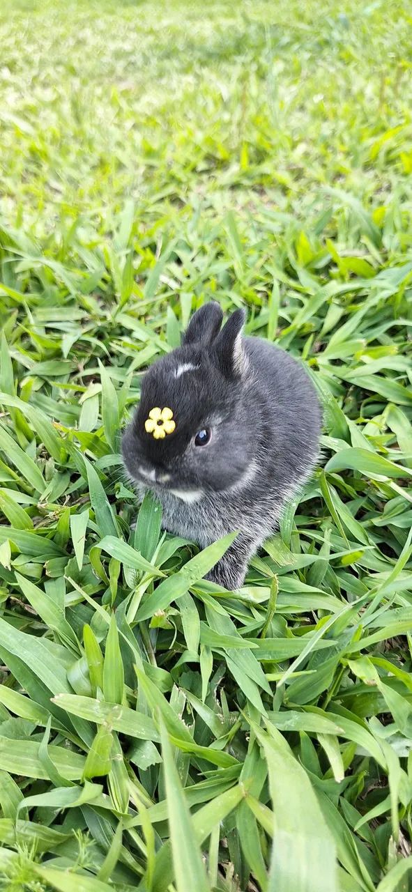 Mini Netherland Dwarf Rabbit64650777870467121