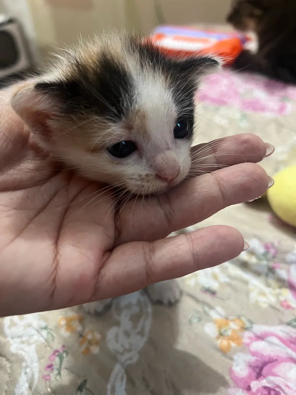 Gatinhos para adoção  - Foto 2