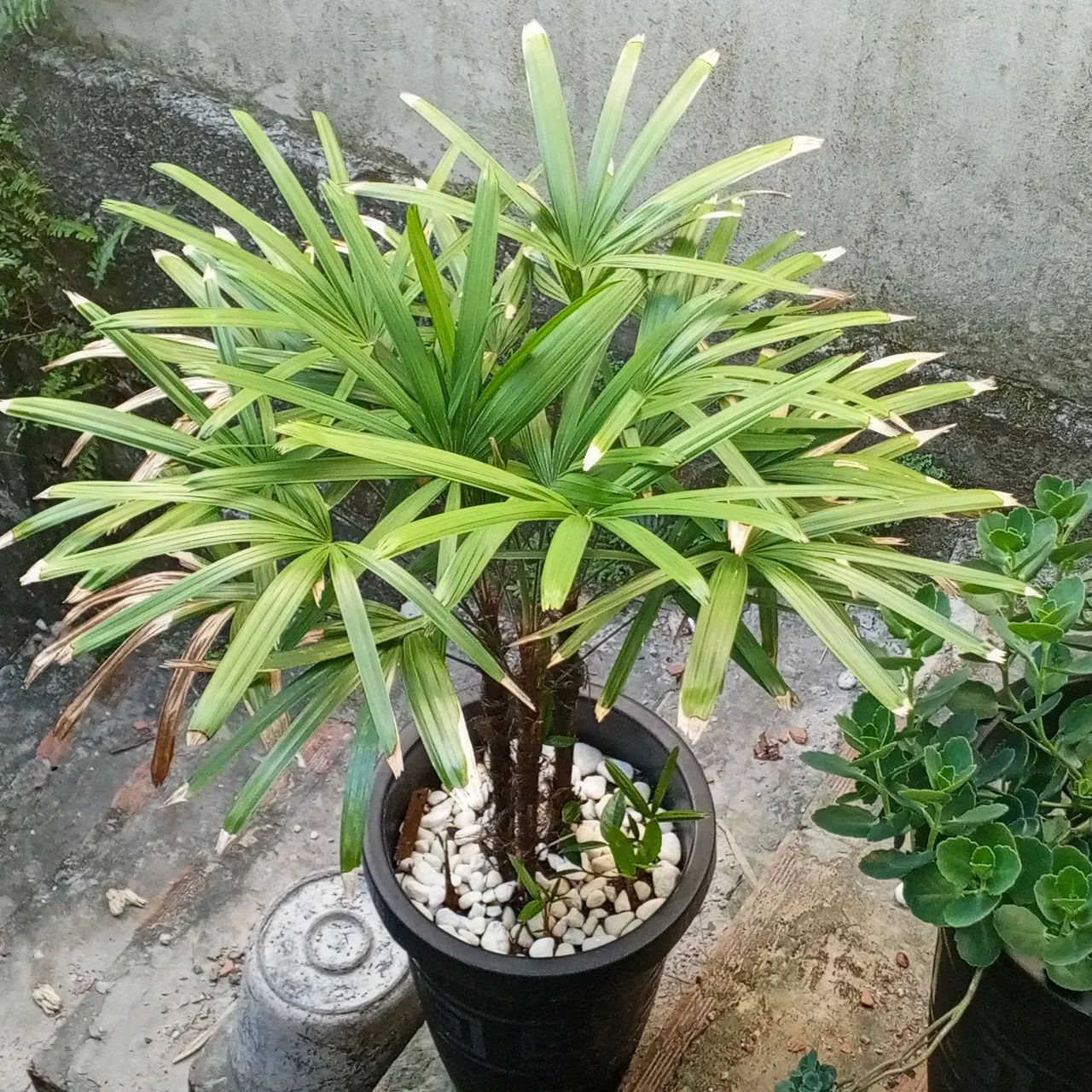 Lindas plantas naturais  - Foto 2