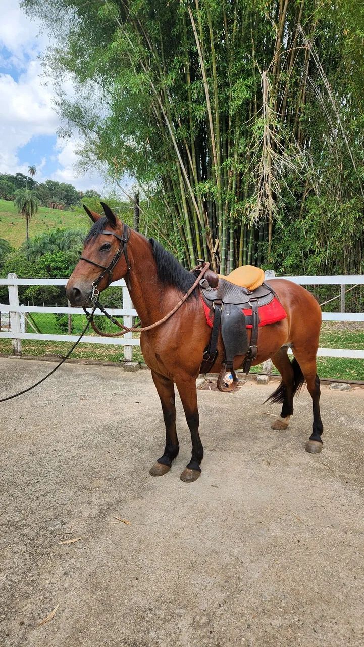 Cavalo Castrado MM