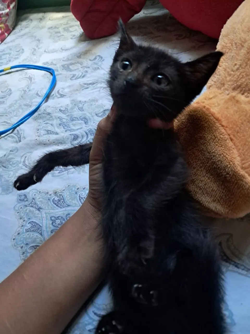 Gatinho preto lindo para adoção