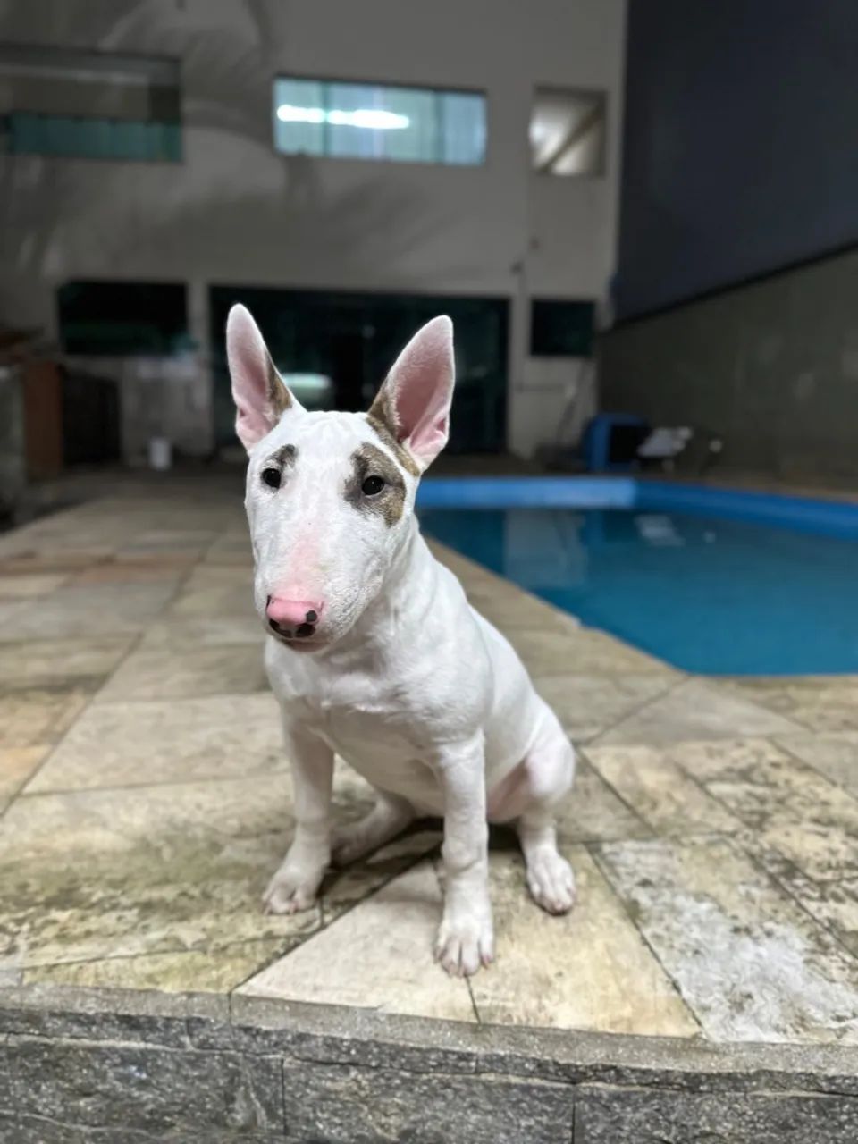 Bull terrier fêmea 