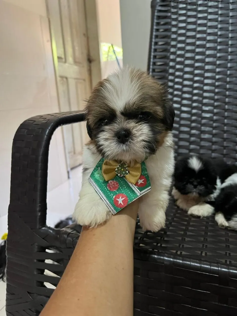 Filhote Shih Tzu macho