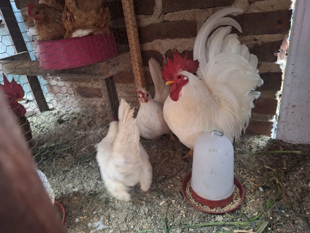 Ovos Garnizé Nagasaki - Foto 2