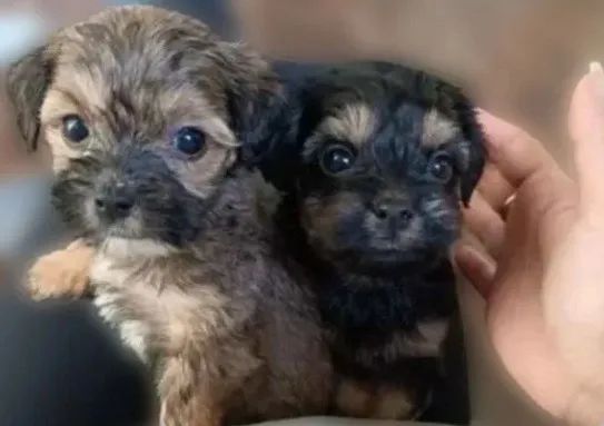 Maltês com shitzu 9999O2592