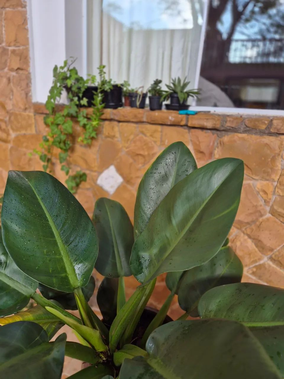 Planta verde em vaso - Foto 2