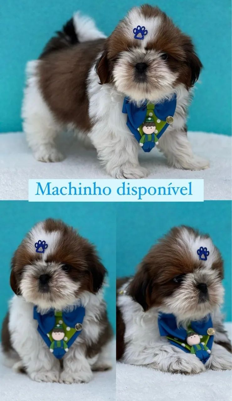 SHITZU MACHO 63824603199617120