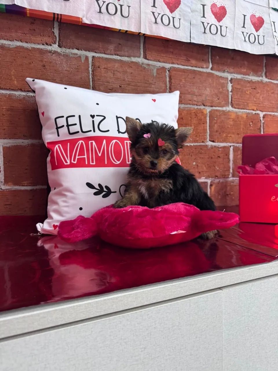 Filhote de Yorkshire Terrier belo 