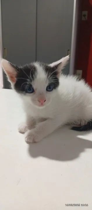 Doação de Gatinhos  - Foto 2