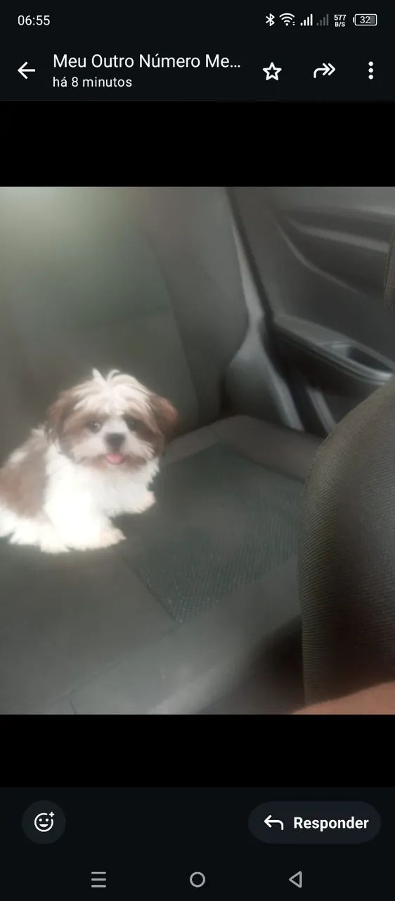 Vendo um shih Tzu 6 meses macho já da vacinado primeira dose