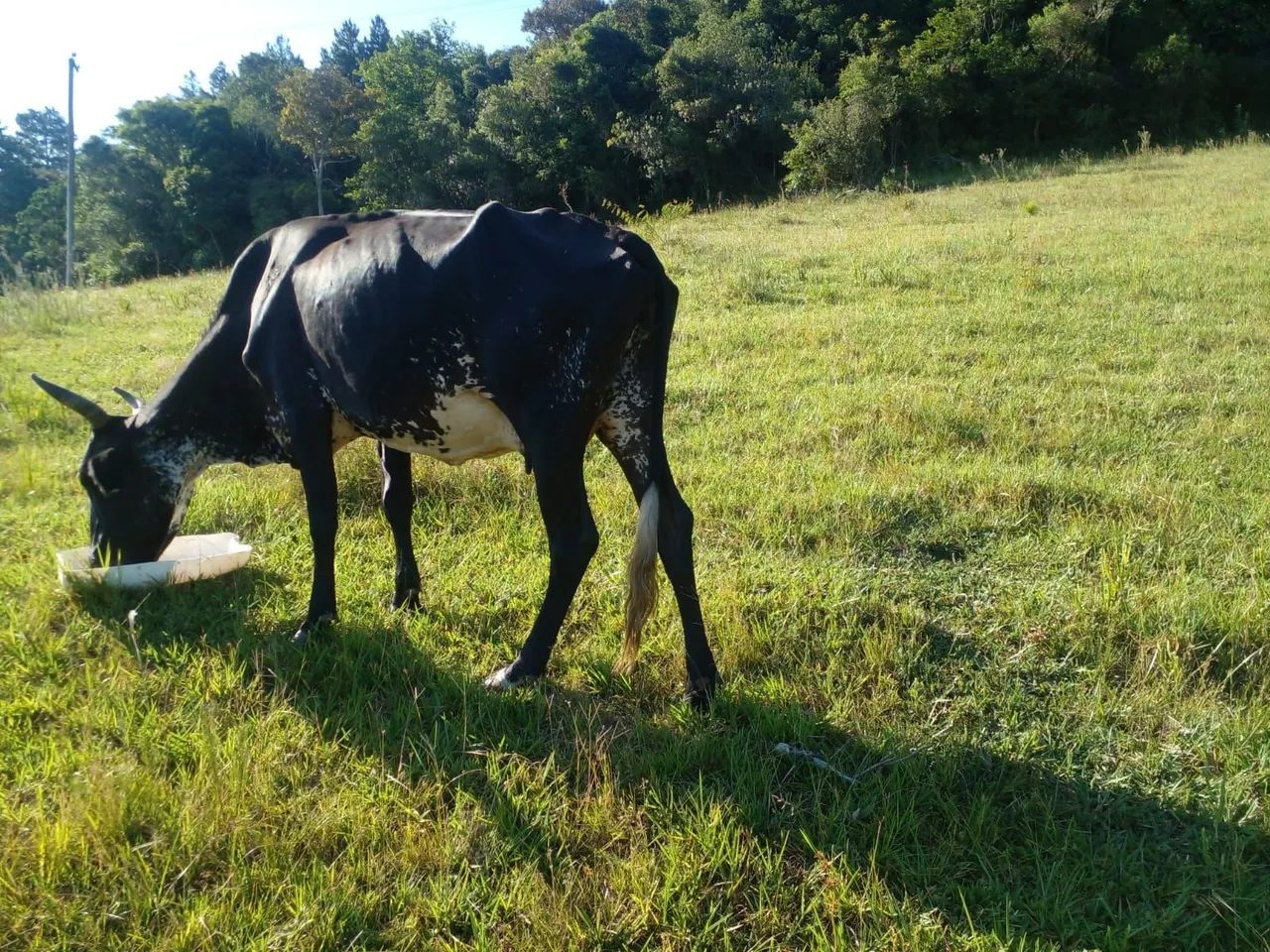 Vacas com terneiros  - Foto 2