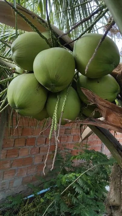 Coco d'água  - Foto 3