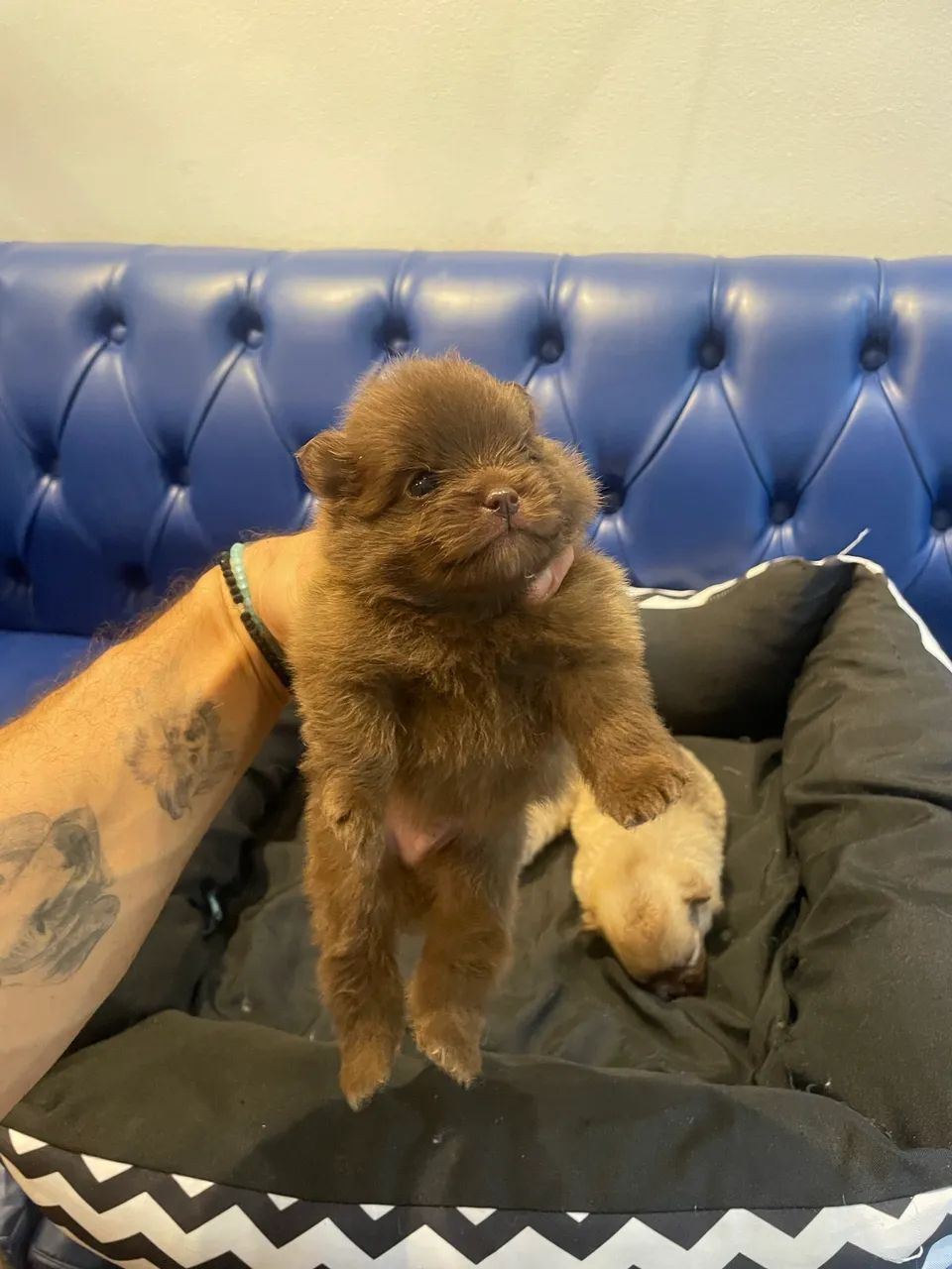 Lulu da Pomerania/spidz alemão .  - Foto 5