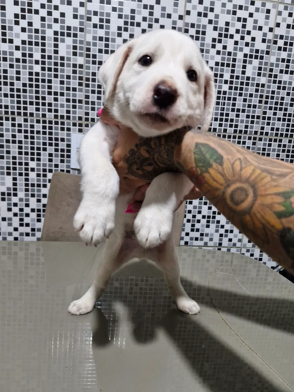 Filhote Labrador Branco 