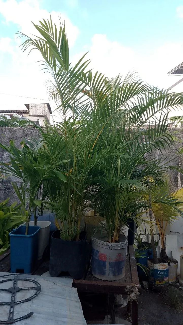 Palmeira araca bambu - Foto 2