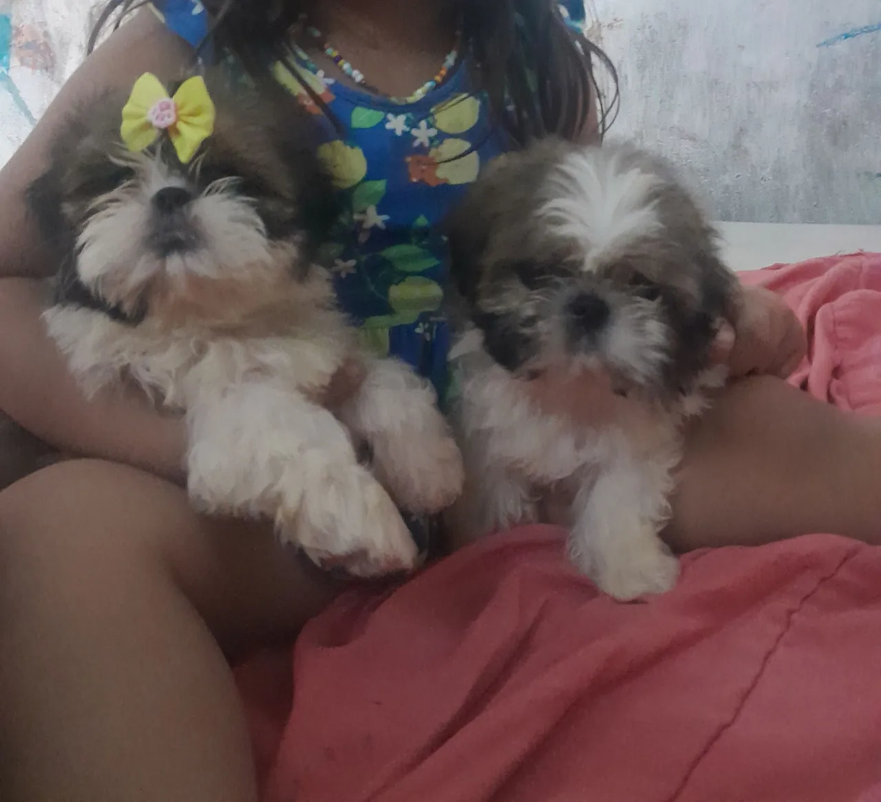 Filhotes Shih Tzu fofinhos para adoção!