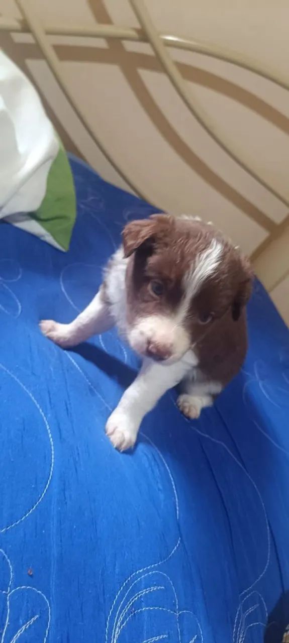 Border Collie várias cores  - Foto 2