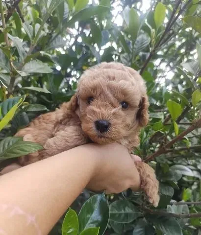 Poodle com maltês