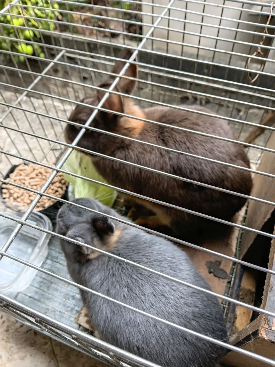 Coelhos anões holandês filhotes e adultos - Foto 5