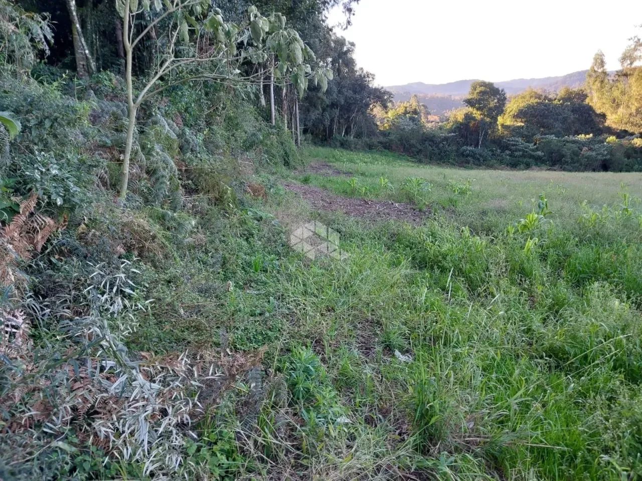 Área de terra de 02 hás agricultável - Foto 4