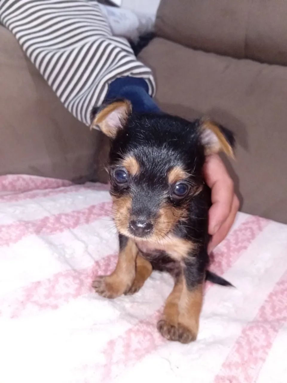 Yorkshire com Pinscher 