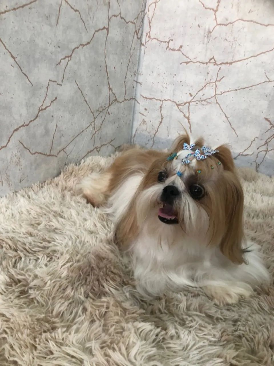 Filhotes de Shih Tzu puros e fofinhos - Foto 3