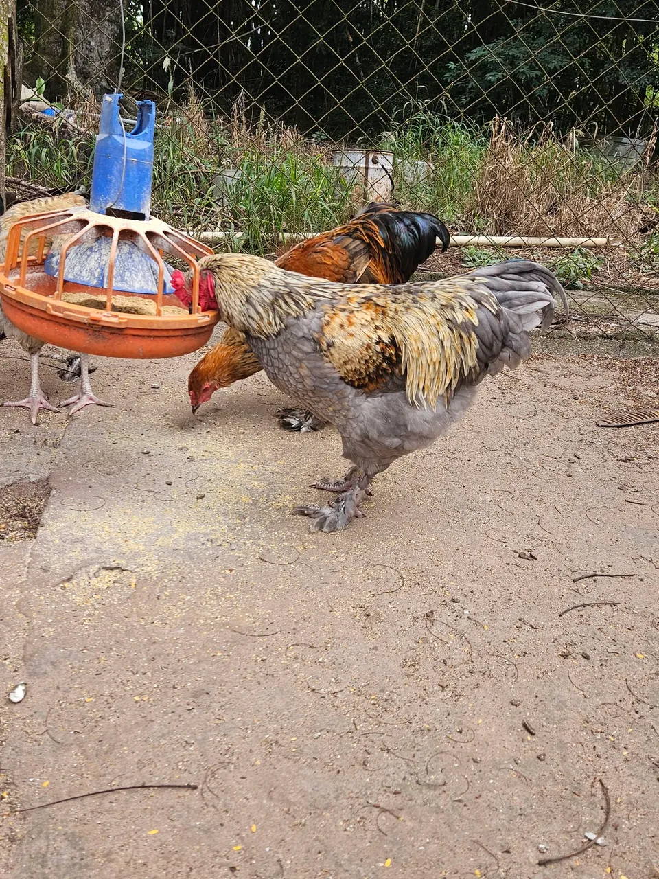 Frangos Ornamentais - Ideal para Sítios e Cháca - Cruzamento com Brahma