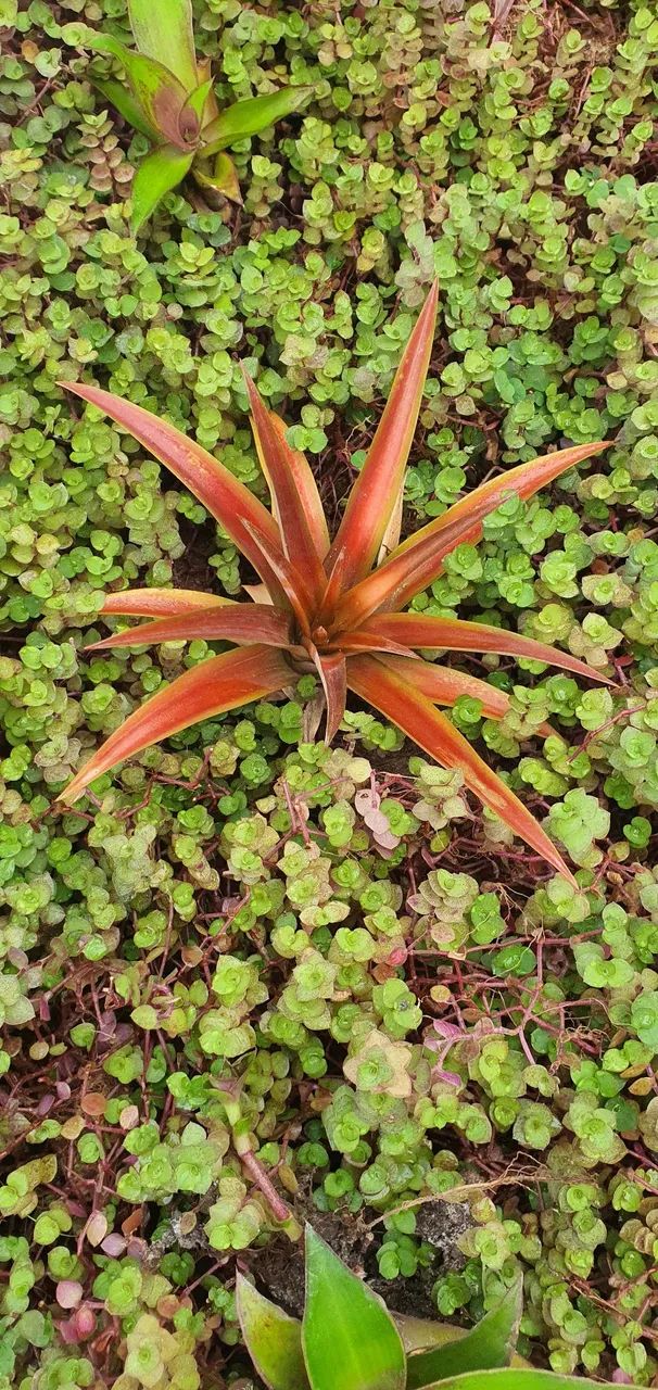 Planta bromélia ornamental - Foto 2