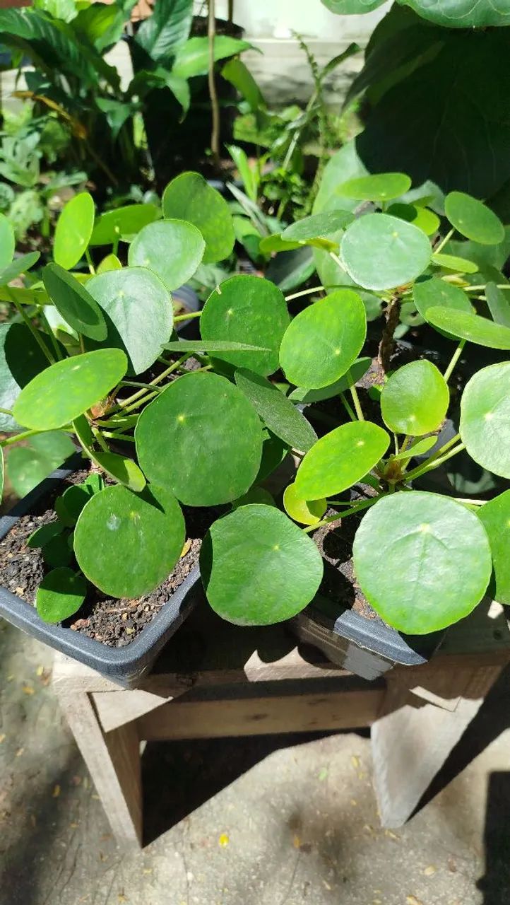 Pilea - Foto 2