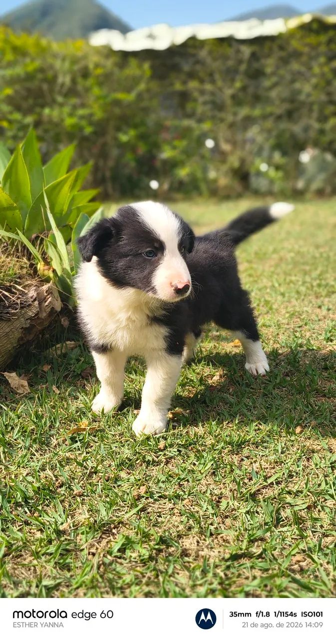 Filhotes border collie  - Foto 3