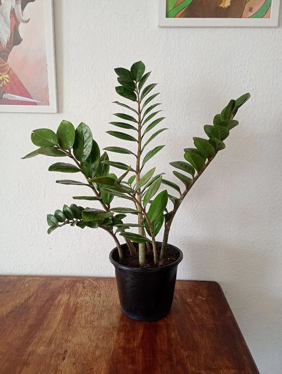 Planta Zamioculca 