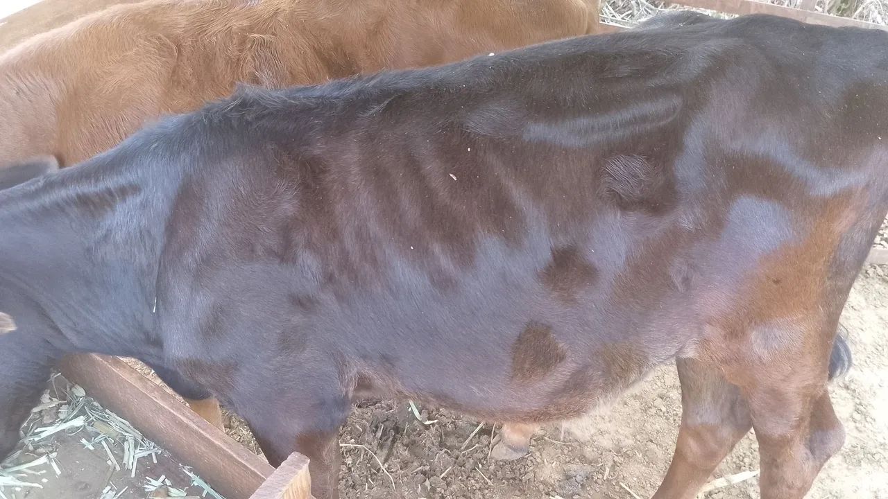 Vaca nova - Foto 2