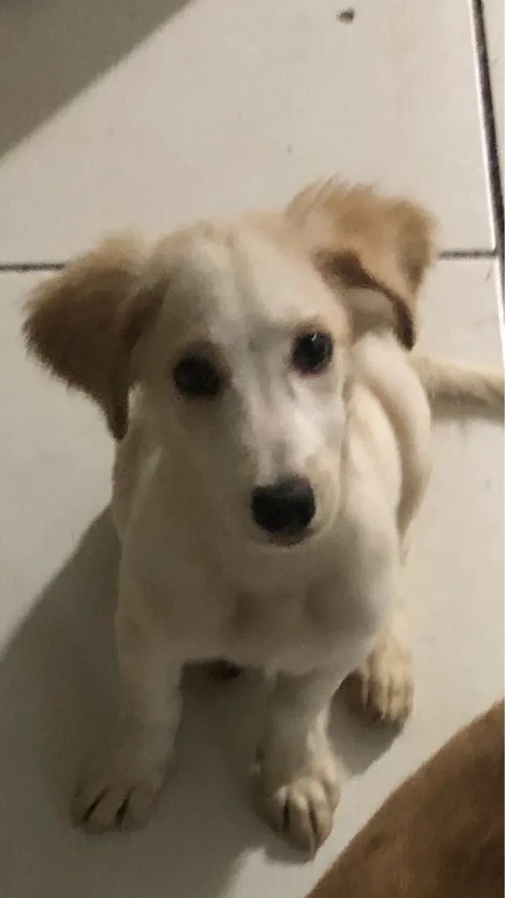 Doação responsável  - Foto 4
