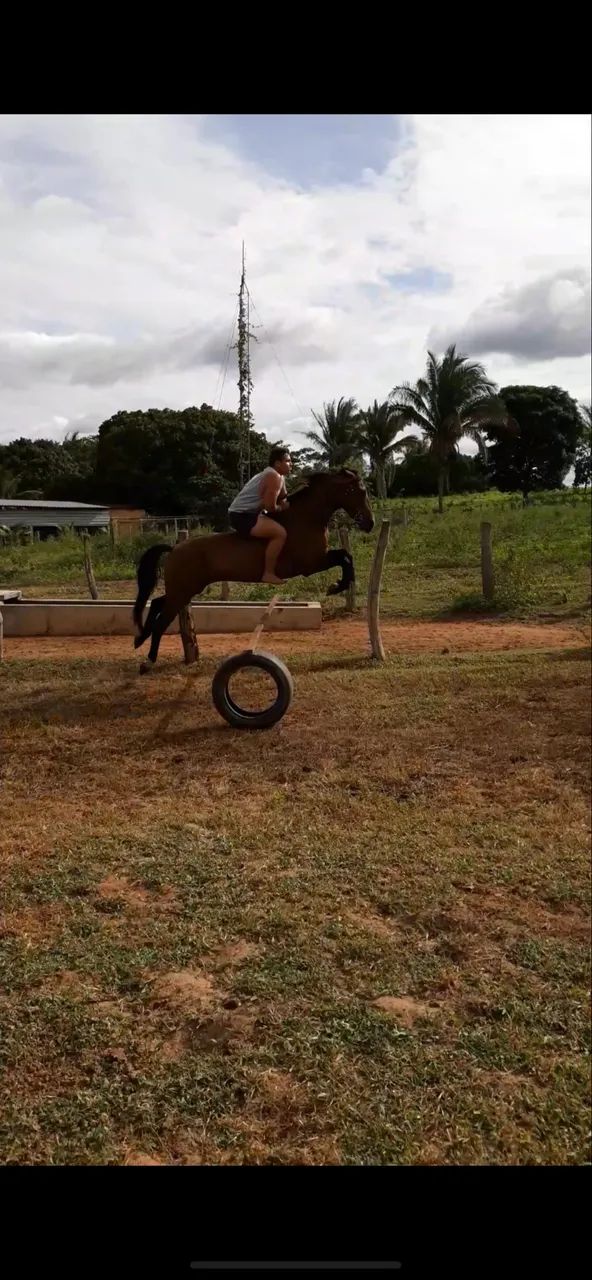 Cavalo à venda - Foto 6