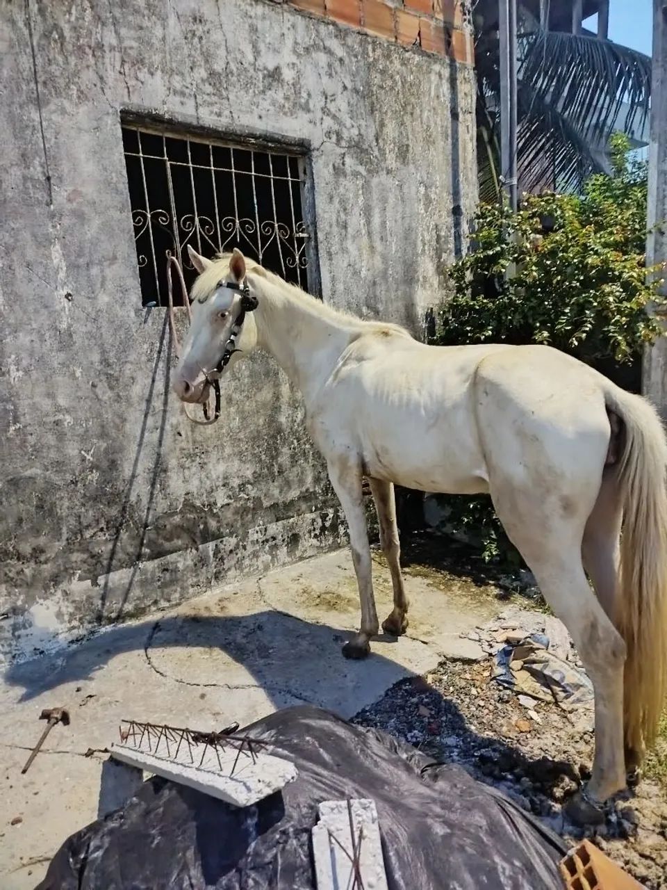 Potra gasa  - Foto 5