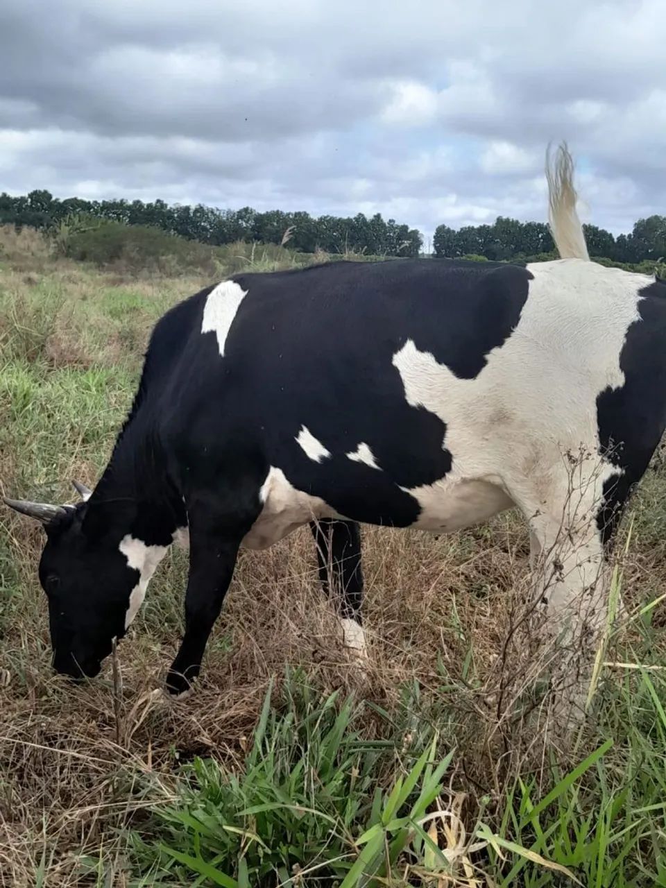 Vacas leiteiras à venda - Foto 3