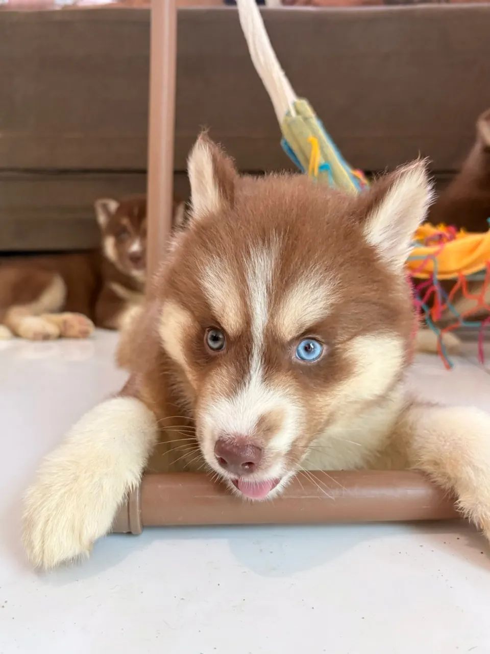 Husky siberiano  - Foto 2