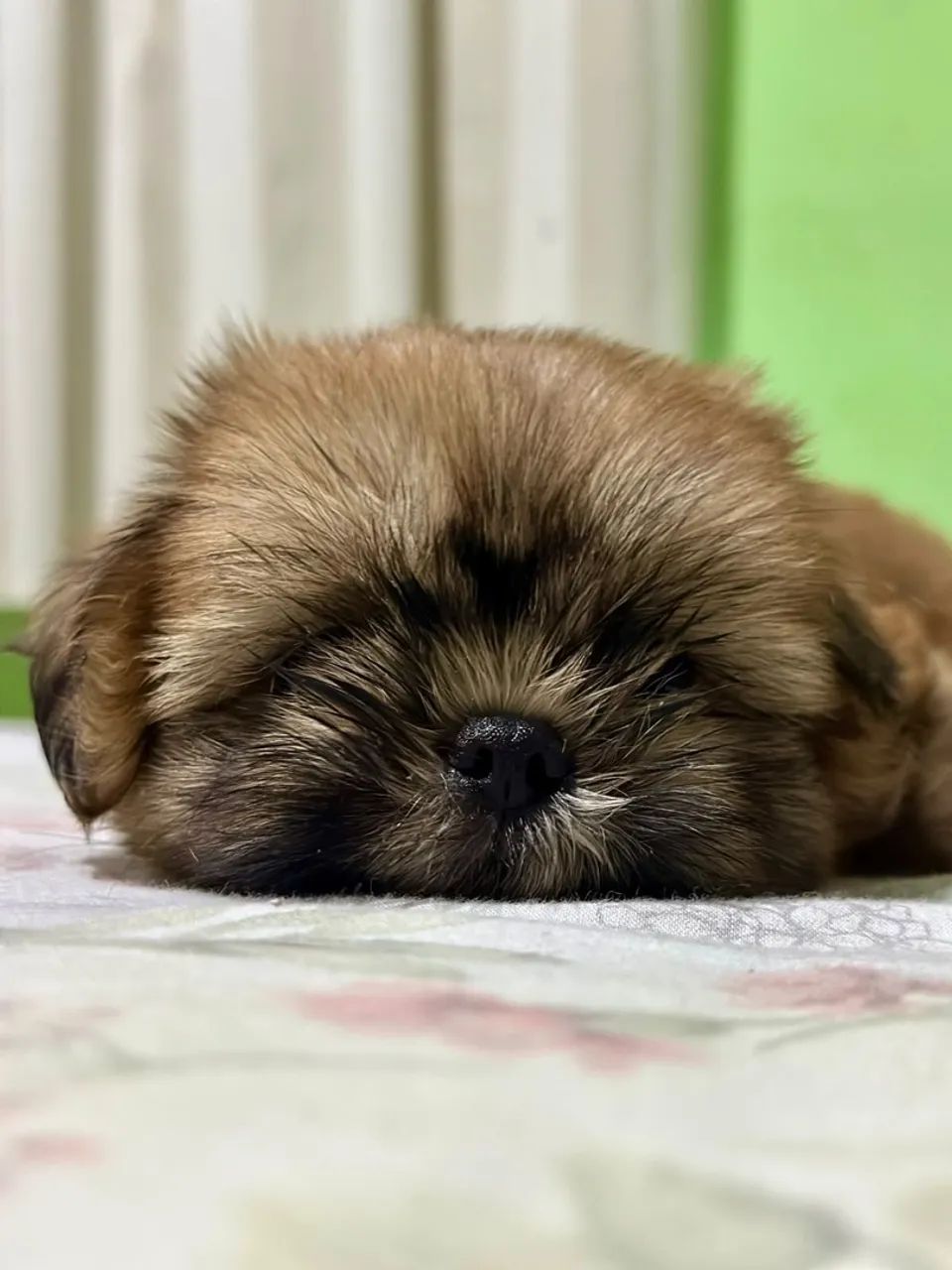 Filhotes de Shihtzu  - Foto 2